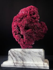 Vente d'un Tubipora musica de 35cm