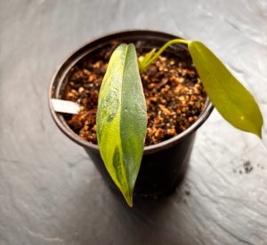 Philodendron Joepii Variegata