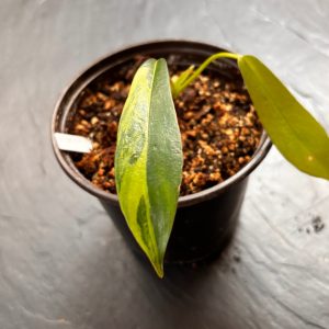 Philodendron Joepii Variegata