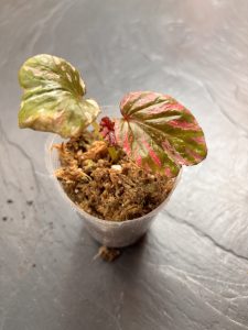 Begonia Brevirimosa
