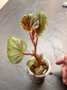 Begonia Cucullata variegata