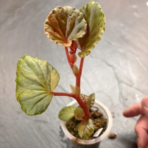 Begonia Cucullata variegata